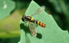 Sphaerophoria rueppellii