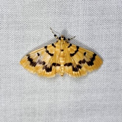 Dichocrocis clytusalis