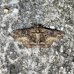 Paradromulia ambigua