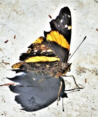 Vanessa hippomene hippomene