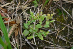 Gentiana tenuissima