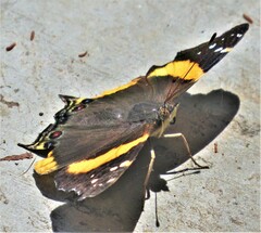 Vanessa hippomene hippomene