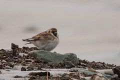 Montifringilla davidiana