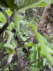Arisaema ringens