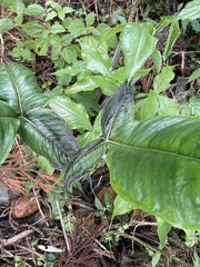 Arisaema ringens