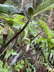 Arisaema ringens