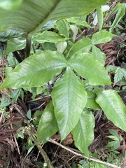 Arisaema ringens