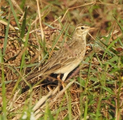 Anthus richardi