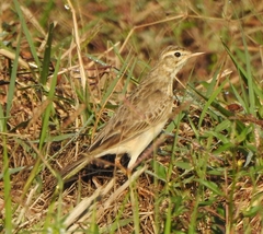 Anthus richardi