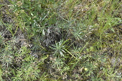 Onosma simplicissima