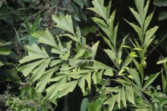 Caryota maxima