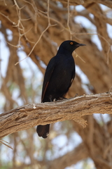 Onychognathus nabouroup