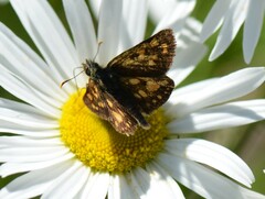 Carterocephalus mandan