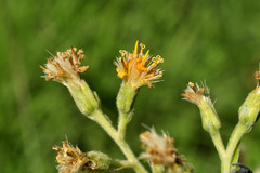 Pterocaulon alopecuroides