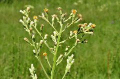 Pterocaulon alopecuroides