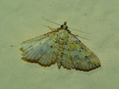 Cerynea thermesialis