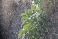 Ficus hispida