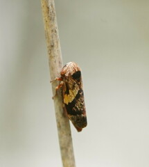 Eurymeloides adspersa