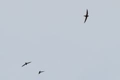 Hirundapus caudacutus