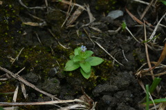 Gentiana tenuissima