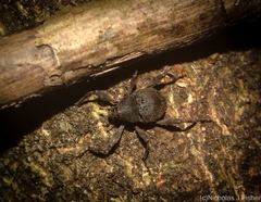 Onidistus araneus