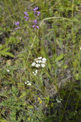 Pimpinella