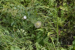 Clematis integrifolia