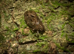 Cotylana angustifrons