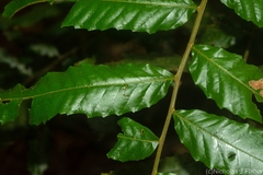 Cupaniopsis flagelliformis