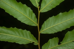 Cupaniopsis flagelliformis