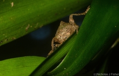 Eurychirus bituberculatus