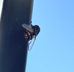 Chrysorutilia