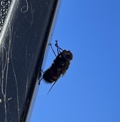 Chrysorutilia