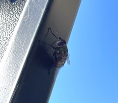 Chrysorutilia