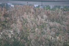 Phragmites australis