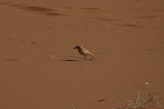 Certhilauda subcoronata