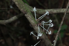 Ixora cauliflora