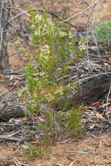 Platysace maxwellii