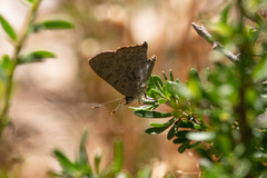 Paralucia pyrodiscus lucida