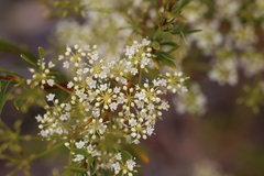 Platysace maxwellii