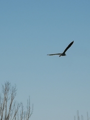 Ardea cinerea