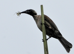 Philemon buceroides yorki
