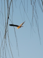 Ardea cinerea