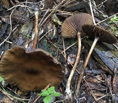 Psilocybe subaeruginosa