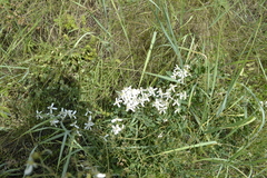 Clematis lathyrifolia
