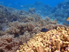 Canthigaster solandri