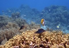 Canthigaster solandri