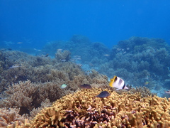 Canthigaster solandri
