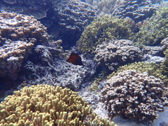 Forcipiger longirostris