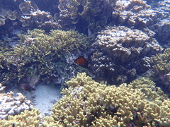 Forcipiger longirostris